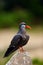 Inca tern Larosterna inca sitting on the stone with green background. Portait of the tern