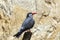 Inca Tern Perched on a Branch