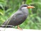 Inca Tern perched on branch