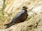 Inca tern perched on rock