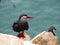 Inca tern perched on a rock