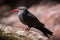 Inca tern perched on a tree
