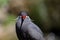 Inca Tern`s moustaches