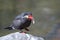 Inca Tern Seabird Eating a Fish on a Rock