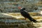 Inca tern standing on a rock, coastal bird from peru, near threatened animal specie