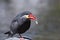 Inca Tern Standing on a Rock Eating a Fish