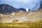 The Inca Trail, Peru - Andean Horse Walking along the Huakawasi Pass Summit, on the Inca Trail