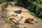 Inca Trail, Peru - August 03, 2017: Llamas on the Inca Trail, Pe