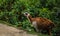 Inca Trail, Peru - August 03, 2017: Llamas on the Inca Trail, Pe