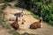 Inca Trail, Peru - August 03, 2017: Llamas on the Inca Trail, Pe