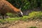 Inca Trail, Peru - August 03, 2017: Llamas on the Inca Trail, Pe