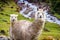 The Inca Trail, Peru - Two Alpacas staring at the Hikers along the Inca Trail