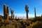 Incahuasi cactus hill Uyuni desert