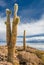 Incahuasi island, Salar de Uyuni, Bolivia