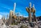 Incahuasi island in Salar de Uyuni in Bolivia