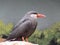 Incan Tern Profile