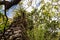 Incan wall covered in foliage, along the Inca trail.