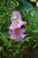 Incarvillea delavayi blooms in the garden at the beginning of June. Berlin, Germany