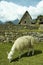 Incas city Machu-Picchu