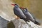 Incastern, Inca Tern, Larosterna inca