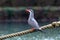 Incastern, Inca Tern, Larosterna inca