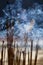 Incence sticks in a Buddhist temple