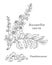 Incense tree branch Boswellia sacra black and white vector drawing