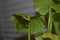 Inch worm measuring green leaf of a sweet potato