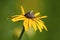 Inchworm on Black-eyed Susan