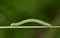 An Inchworm (Geometridae) crawling along a pine needle.