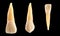 Incisor and canine teeth isolated on black
