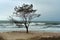 Inclement weather off the coast of the Baltic sea, lonely tree on the seashore