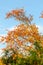 Inclined Autumn Tree Trunk with bright red and yellow leave