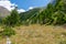 Inclined and bended trees on a rocky alpine meadow