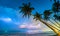 Inclined coconut trees leaning toward the tropical beach