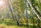 Inclined trunks of birch trees, sunlight and flare, summer, the natural landscape