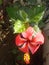 An incomparable snapshot of a decorative plant having red hibiscus flower