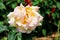 Incomplete blooming white-pink rose in the large rose garden in Chiang Mai, Thailand