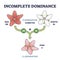 Incomplete dominance and new generation alleles variants outline diagram