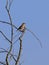 An inconspicuous bird of Czech rivers and ponds with a beautiful voice.