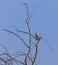 An inconspicuous bird of Czech rivers and ponds with a beautiful voice.