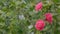 Incredible Beautiful Camellia. Light Pink Camellia Flower On Camellia Bush In Garden. Close up.