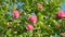 Incredible Beautiful Camellia. Light Pink Camellia Flower On Camellia Bush In Garden. Close up.