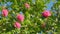 Incredible Beautiful Camellia. Light Pink Camellia Flower On Camellia Bush In Garden. Close up.