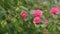 Incredible Beautiful Camellia. Light Pink Camellia Flower On Camellia Bush In Garden. Rack focus.