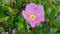 Incredible beautiful and fragrant Rosa rubiginosa flower on green foliage background. The tea made from the hips of this rose is v