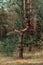 Incredible beautiful pine trunk in forest. strange frightening tree trunk