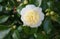 Incredible beautiful white camellia, Camellia japonica Nobilissima in bloom.