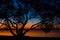 Incredible, bright sunset over the water against the background of which the silhouette of a large tree