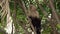 Incredible Central American white-faced capuchin monkey climbing a tree